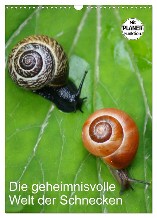 Die geheimnisvolle Welt der Schnecken (CALVENDO Wandkalender 2027)