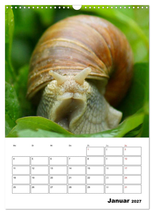 Die geheimnisvolle Welt der Schnecken (CALVENDO Wandkalender 2027)