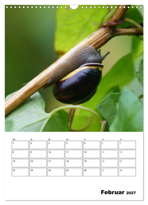 Die geheimnisvolle Welt der Schnecken (CALVENDO Wandkalender 2027)