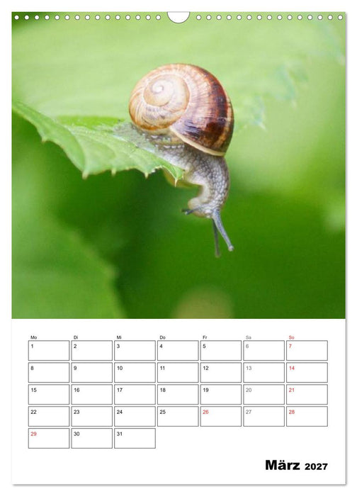 Die geheimnisvolle Welt der Schnecken (CALVENDO Wandkalender 2027)