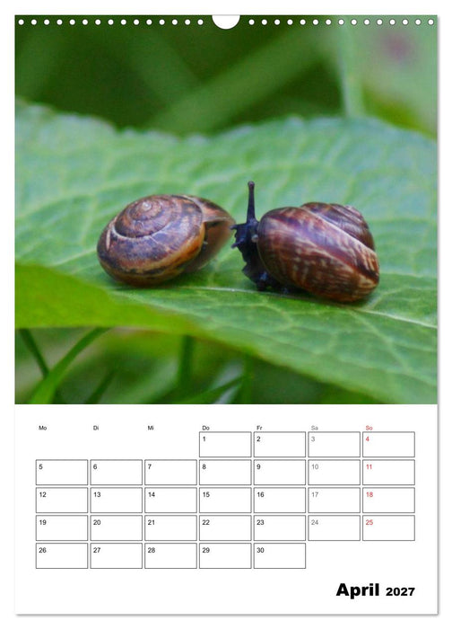 Die geheimnisvolle Welt der Schnecken (CALVENDO Wandkalender 2027)