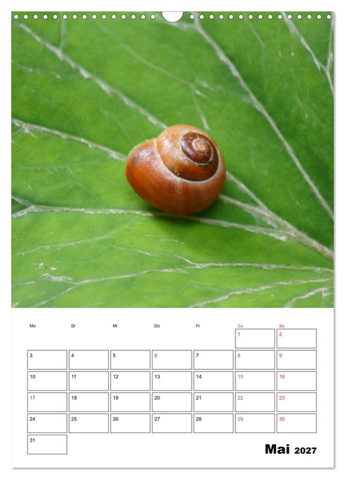 Die geheimnisvolle Welt der Schnecken (CALVENDO Wandkalender 2027)