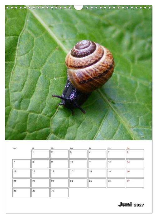 Die geheimnisvolle Welt der Schnecken (CALVENDO Wandkalender 2027)