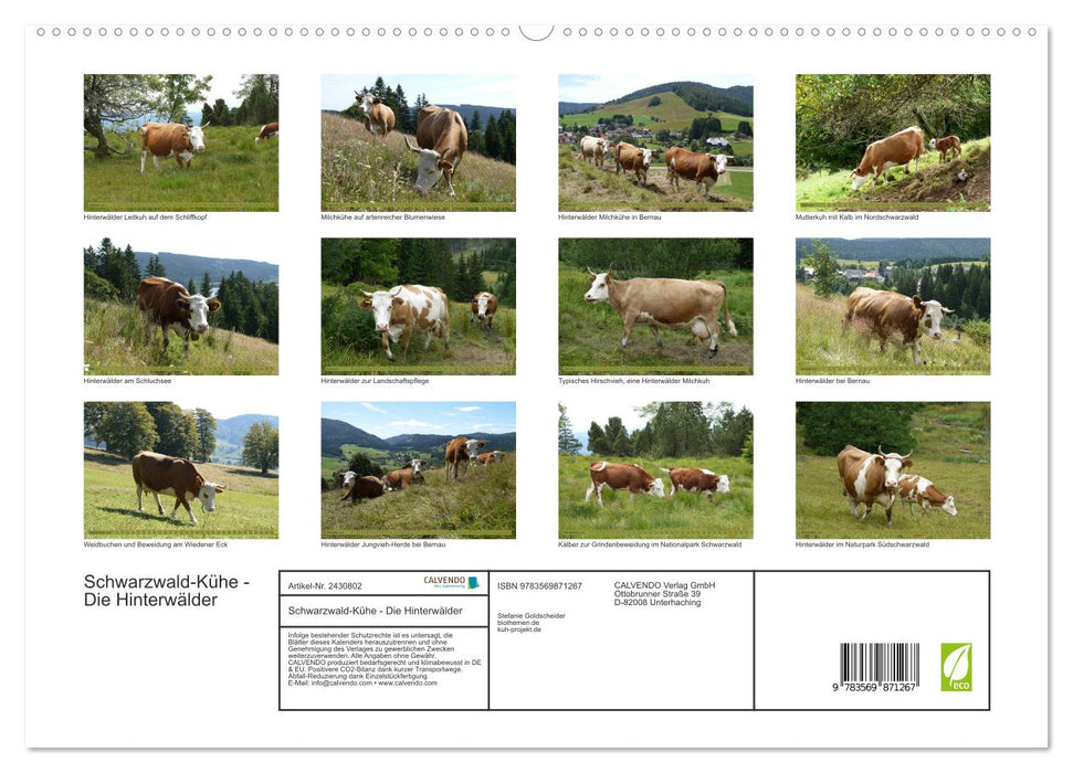Schwarzwald-Kühe - Die Hinterwälder (CALVENDO Premium Wandkalender 2027)