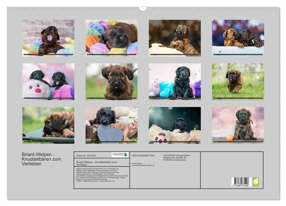 Briard-Welpen - Knuddelbären zum Verlieben (CALVENDO Wandkalender 2027)