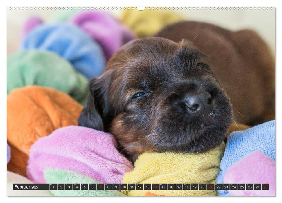 Briard-Welpen - Knuddelbären zum Verlieben (CALVENDO Wandkalender 2027)