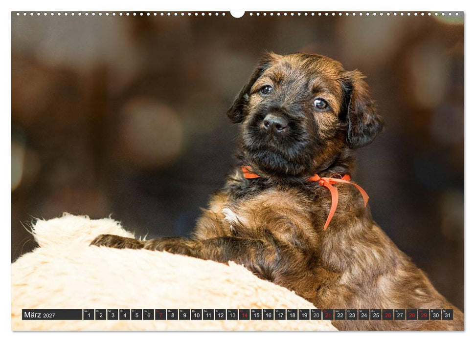 Briard-Welpen - Knuddelbären zum Verlieben (CALVENDO Wandkalender 2027)