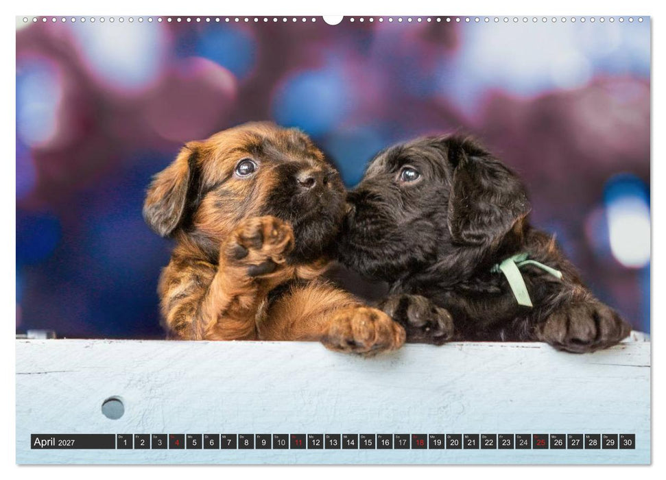 Briard-Welpen - Knuddelbären zum Verlieben (CALVENDO Wandkalender 2027)