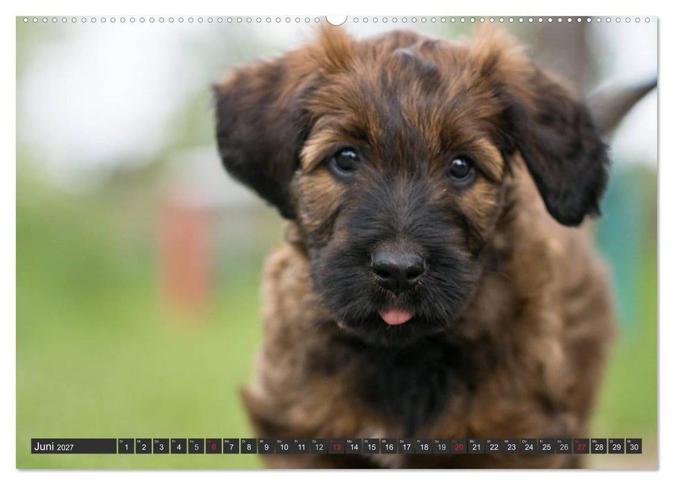 Briard-Welpen - Knuddelbären zum Verlieben (CALVENDO Wandkalender 2027)