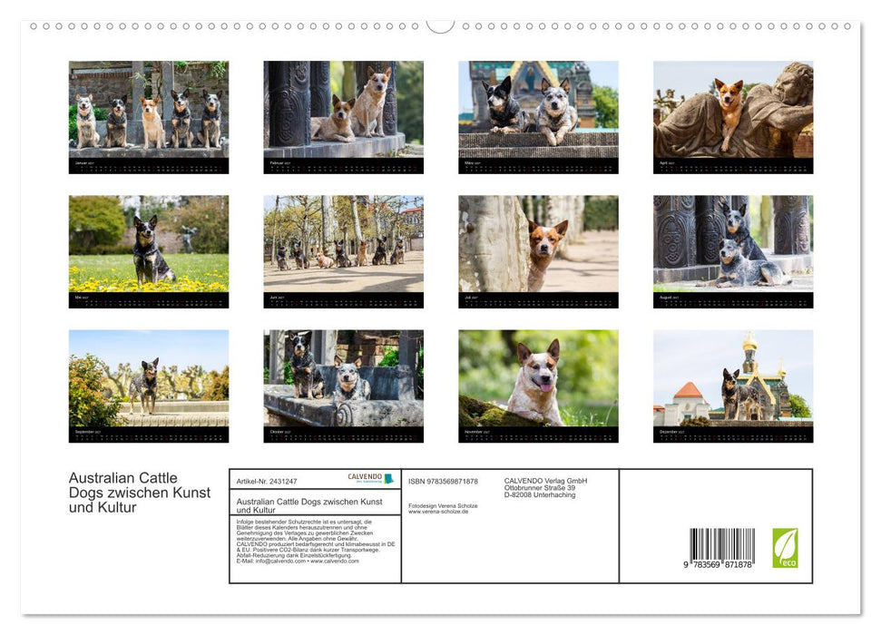 Australian Cattle Dogs zwischen Kunst und Kultur (CALVENDO Premium Wandkalender 2027)