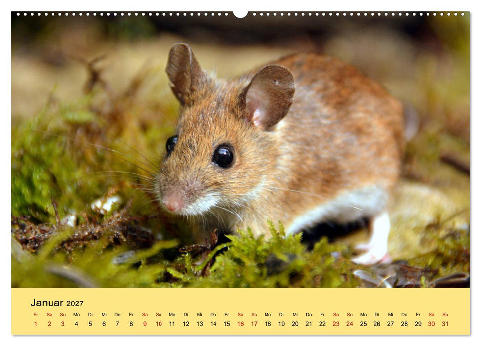 ... hier kommt die Maus... (CALVENDO Premium Wandkalender 2027)