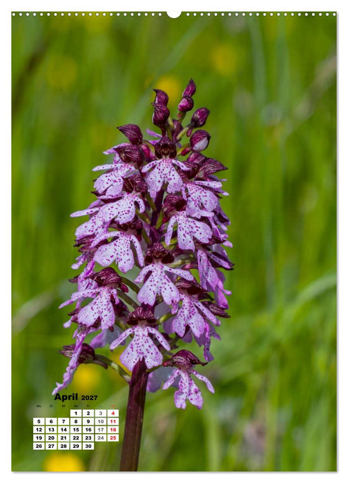 Zauber der Natur - Heimische Orchideen und Wiesenblumen (CALVENDO Wandkalender 2027)