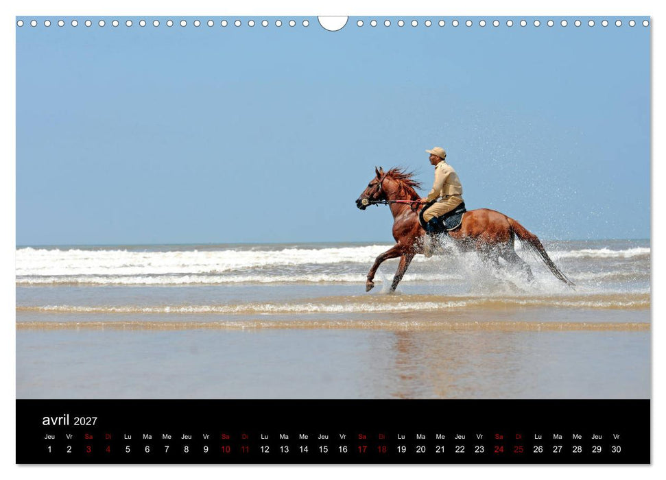 Les chevaux du Maroc (CALVENDO Calendrier mensuel 2027)