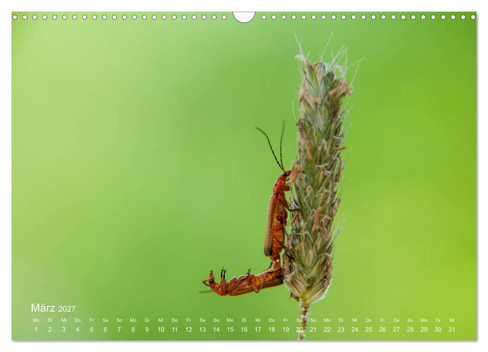 Eine Safari im Garten (CALVENDO Wandkalender 2027)
