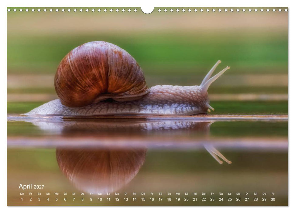 Eine Safari im Garten (CALVENDO Wandkalender 2027)