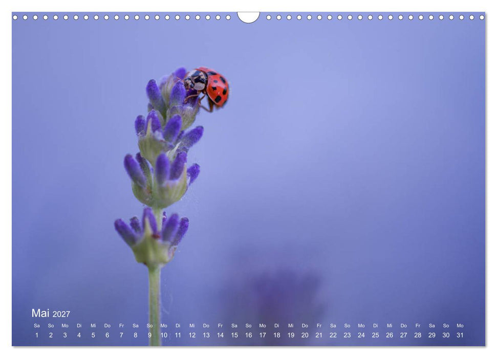 Eine Safari im Garten (CALVENDO Wandkalender 2027)