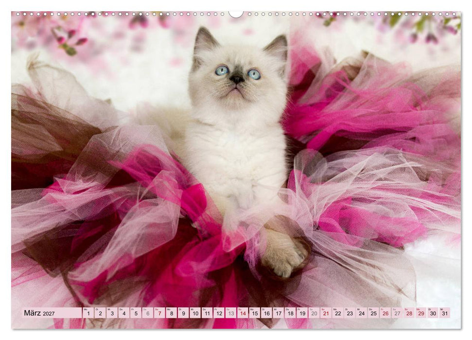 RAGDOLLS Impressionen aus der Kinderstube (CALVENDO Premium Wandkalender 2027)
