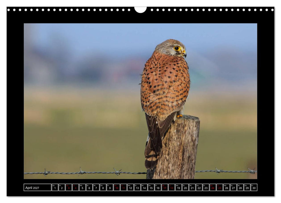 Niederrheinische Vogelwelt (CALVENDO Wandkalender 2027)