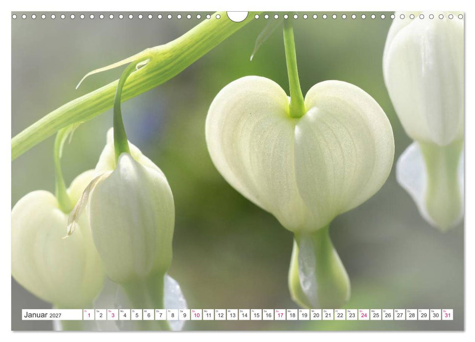 Traumblüten in Weiß (CALVENDO Wandkalender 2027)
