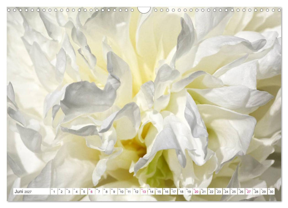 Traumblüten in Weiß (CALVENDO Wandkalender 2027)