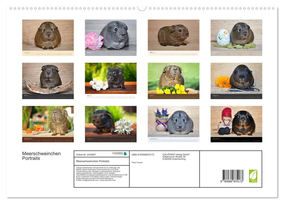 Meerschweinchen Portraits (CALVENDO Premium Wandkalender 2027)