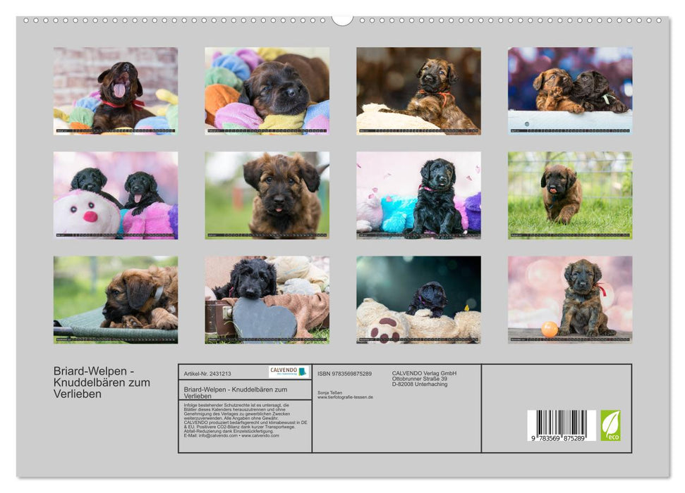 Briard-Welpen - Knuddelbären zum Verlieben (CALVENDO Premium Wandkalender 2027)