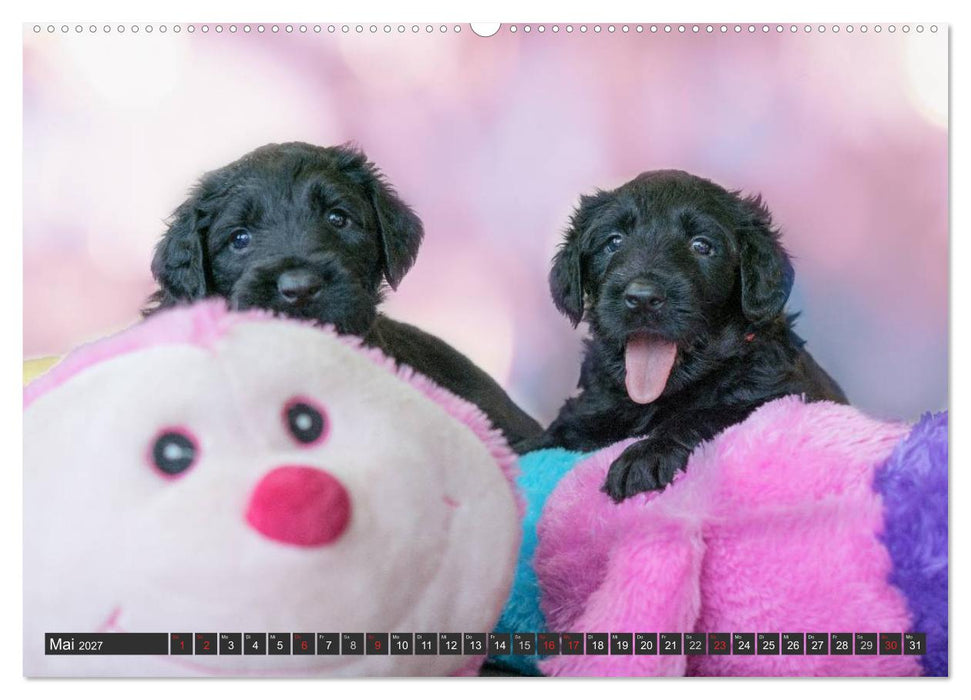 Briard-Welpen - Knuddelbären zum Verlieben (CALVENDO Premium Wandkalender 2027)
