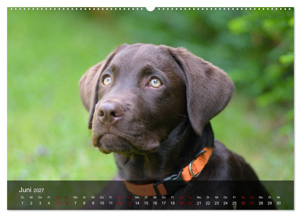 Labrador Retriever Welpen (CALVENDO Wandkalender 2027)