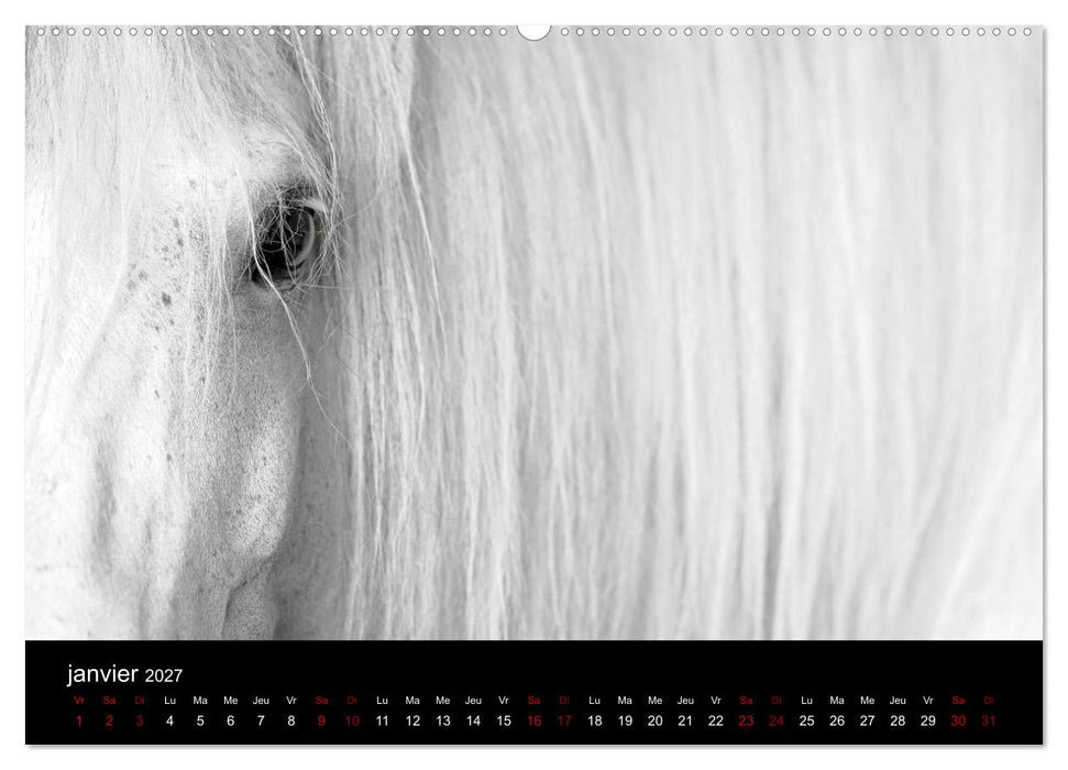 Les chevaux du Maroc (CALVENDO Calendrier supérieur 2027)