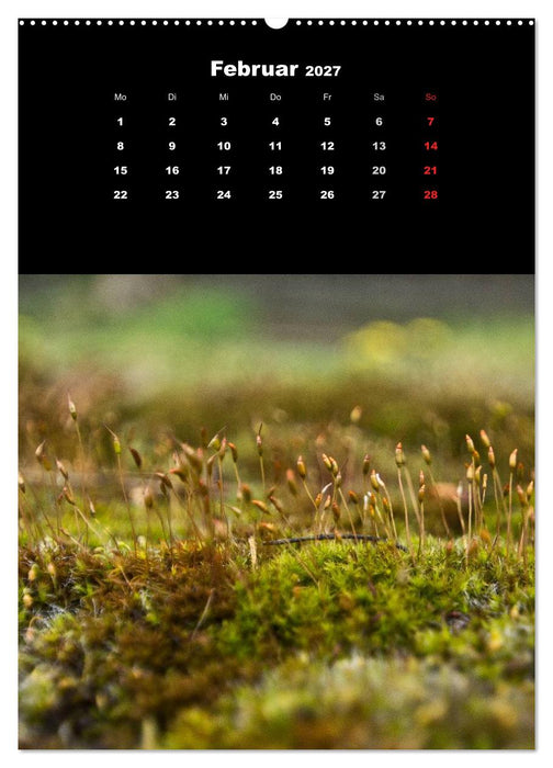 Die Welt der Moose. Ein Blick nach unten (CALVENDO Wandkalender 2027)
