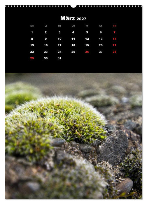 Die Welt der Moose. Ein Blick nach unten (CALVENDO Wandkalender 2027)