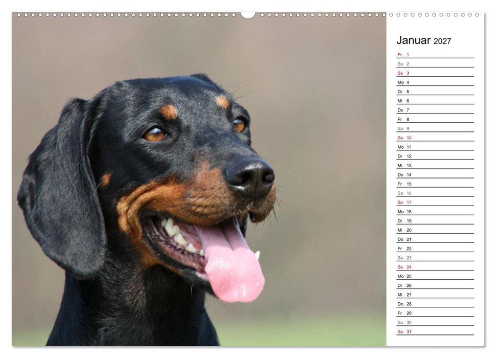 Der Brandlbracken-Terminplaner (CALVENDO Premium Wandkalender 2027)