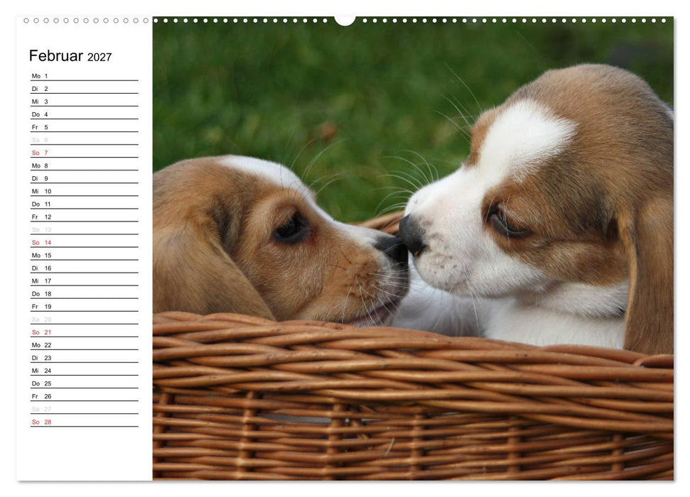 DER BEAGLEige TERMINPLANER (CALVENDO Wandkalender 2027)