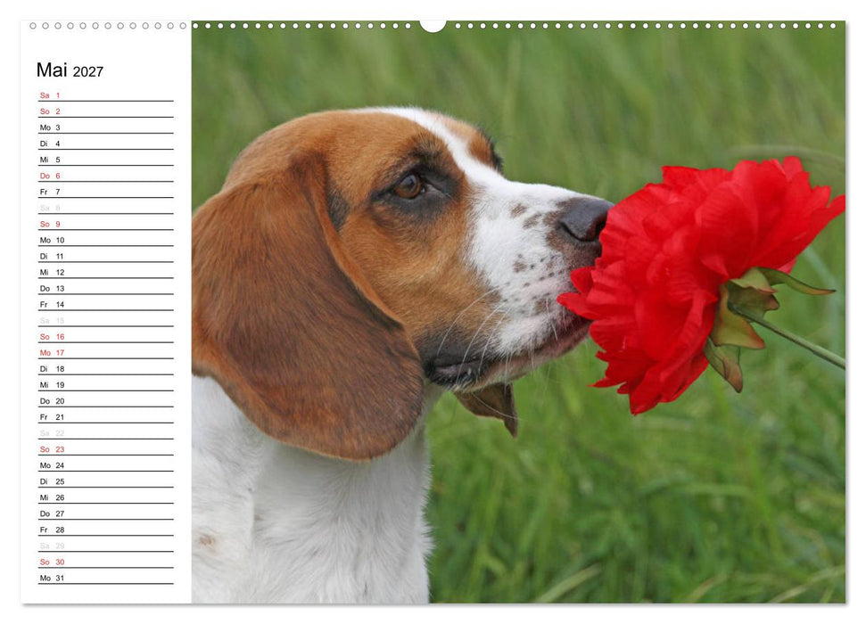 DER BEAGLEige TERMINPLANER (CALVENDO Wandkalender 2027)