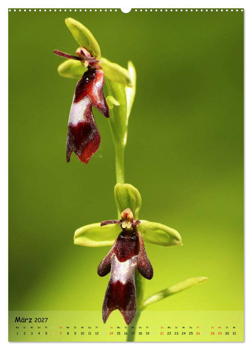 Juwelen der Natur - Ein Orchideensommer (CALVENDO Wandkalender 2027)