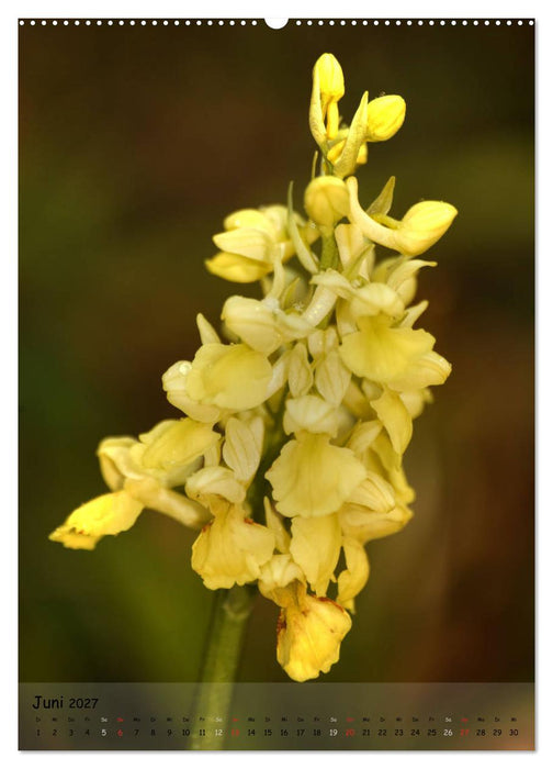 Juwelen der Natur - Ein Orchideensommer (CALVENDO Wandkalender 2027)