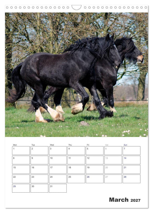 Shire Horses The Gentle Giants (CALVENDO Monthly Calendar 2027)