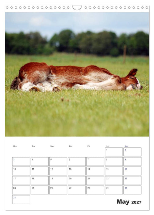 Shire Horses The Gentle Giants (CALVENDO Monthly Calendar 2027)