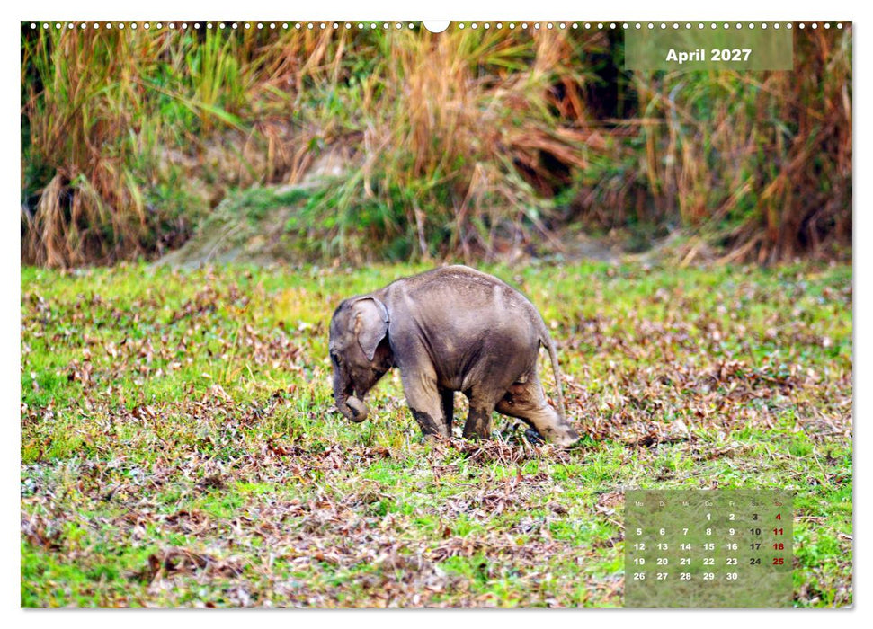 Wilde Tiere Indiens (CALVENDO Premium Wandkalender 2027)