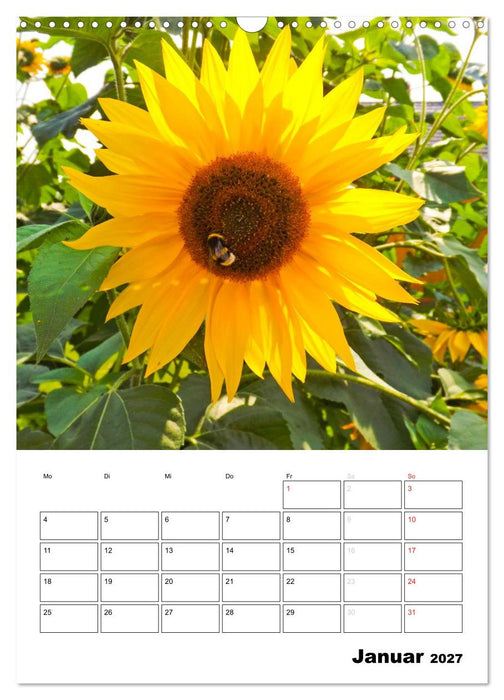 Strahlende Sonnenblumen (CALVENDO Wandkalender 2027)