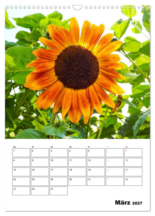 Strahlende Sonnenblumen (CALVENDO Wandkalender 2027)
