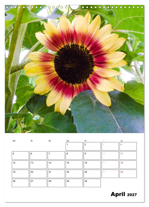 Strahlende Sonnenblumen (CALVENDO Wandkalender 2027)
