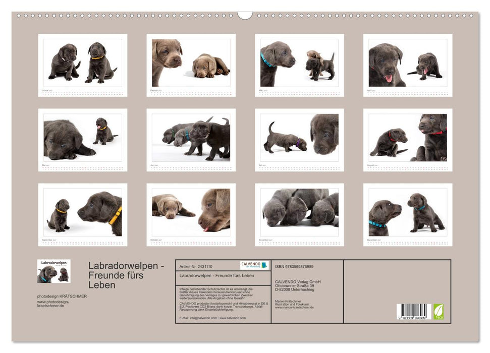 Labradorwelpen - Freunde fürs Leben (CALVENDO Wandkalender 2027)