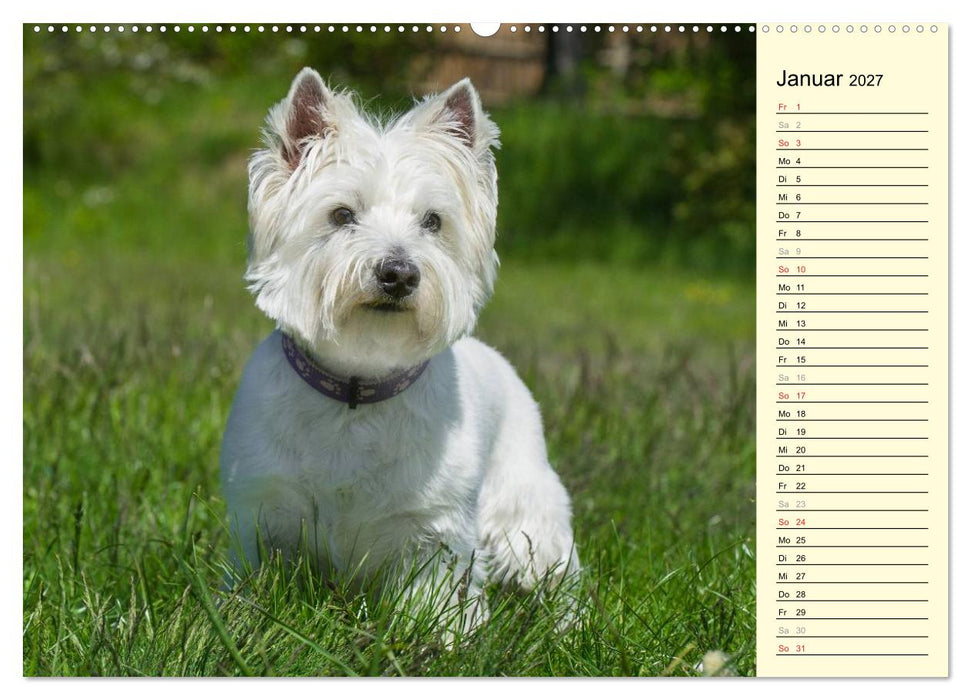 Kobold auf 4 Pfoten - West Highland White Terrier (CALVENDO Premium Wandkalender 2027)