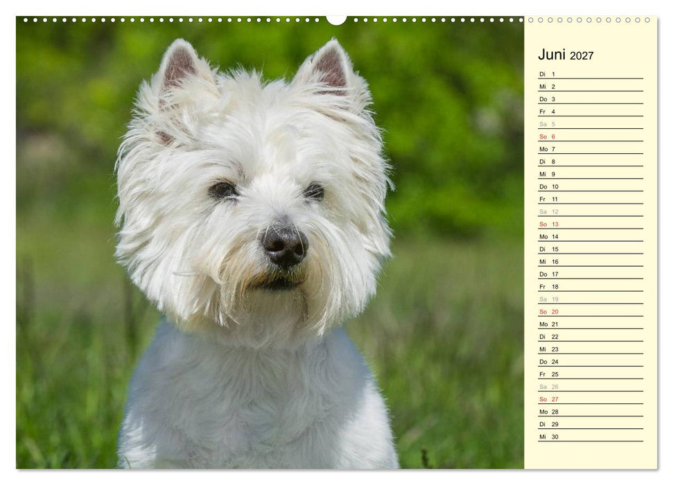 Kobold auf 4 Pfoten - West Highland White Terrier (CALVENDO Premium Wandkalender 2027)