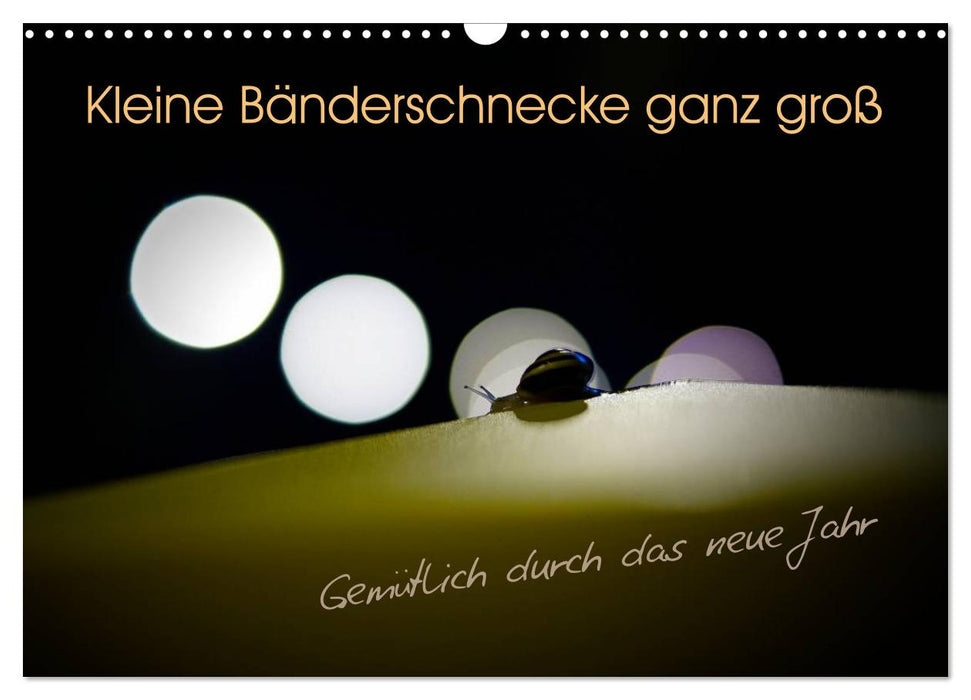 Kleine Bänderschnecke ganz groß - Gemütlich durch das neue Jahr (CALVENDO Wandkalender 2027)