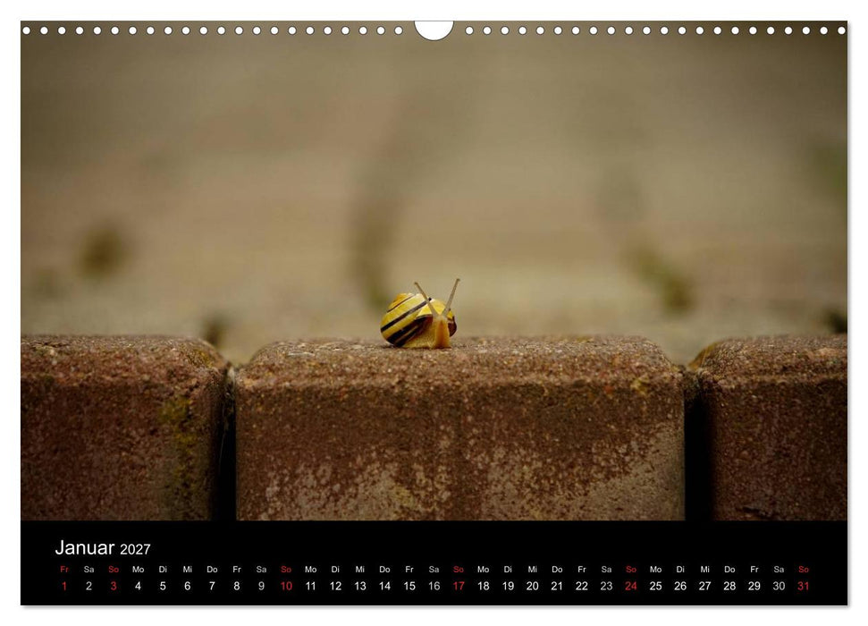 Kleine Bänderschnecke ganz groß - Gemütlich durch das neue Jahr (CALVENDO Wandkalender 2027)