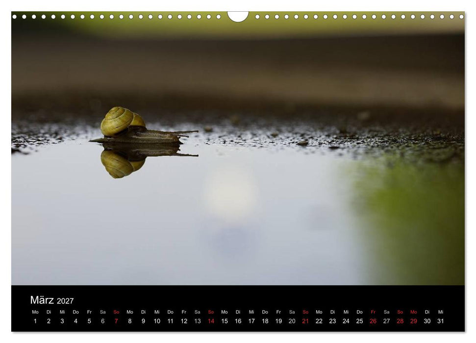 Kleine Bänderschnecke ganz groß - Gemütlich durch das neue Jahr (CALVENDO Wandkalender 2027)