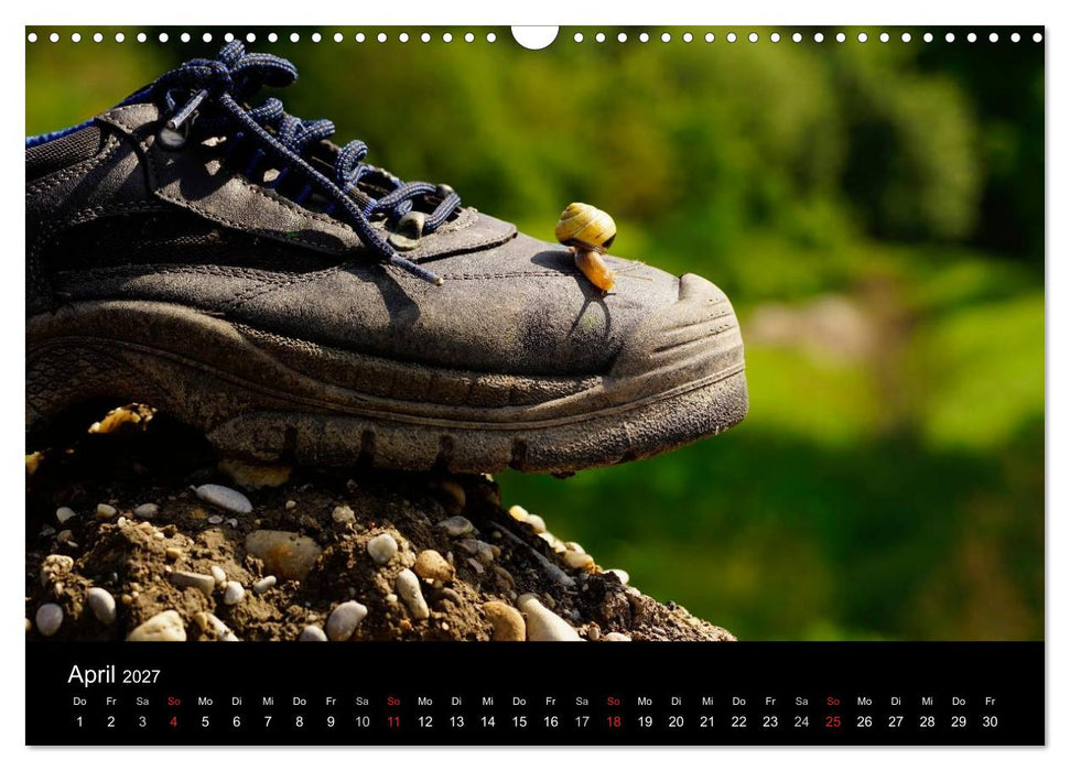 Kleine Bänderschnecke ganz groß - Gemütlich durch das neue Jahr (CALVENDO Wandkalender 2027)