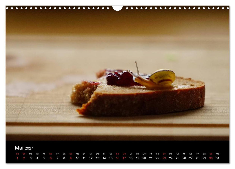 Kleine Bänderschnecke ganz groß - Gemütlich durch das neue Jahr (CALVENDO Wandkalender 2027)